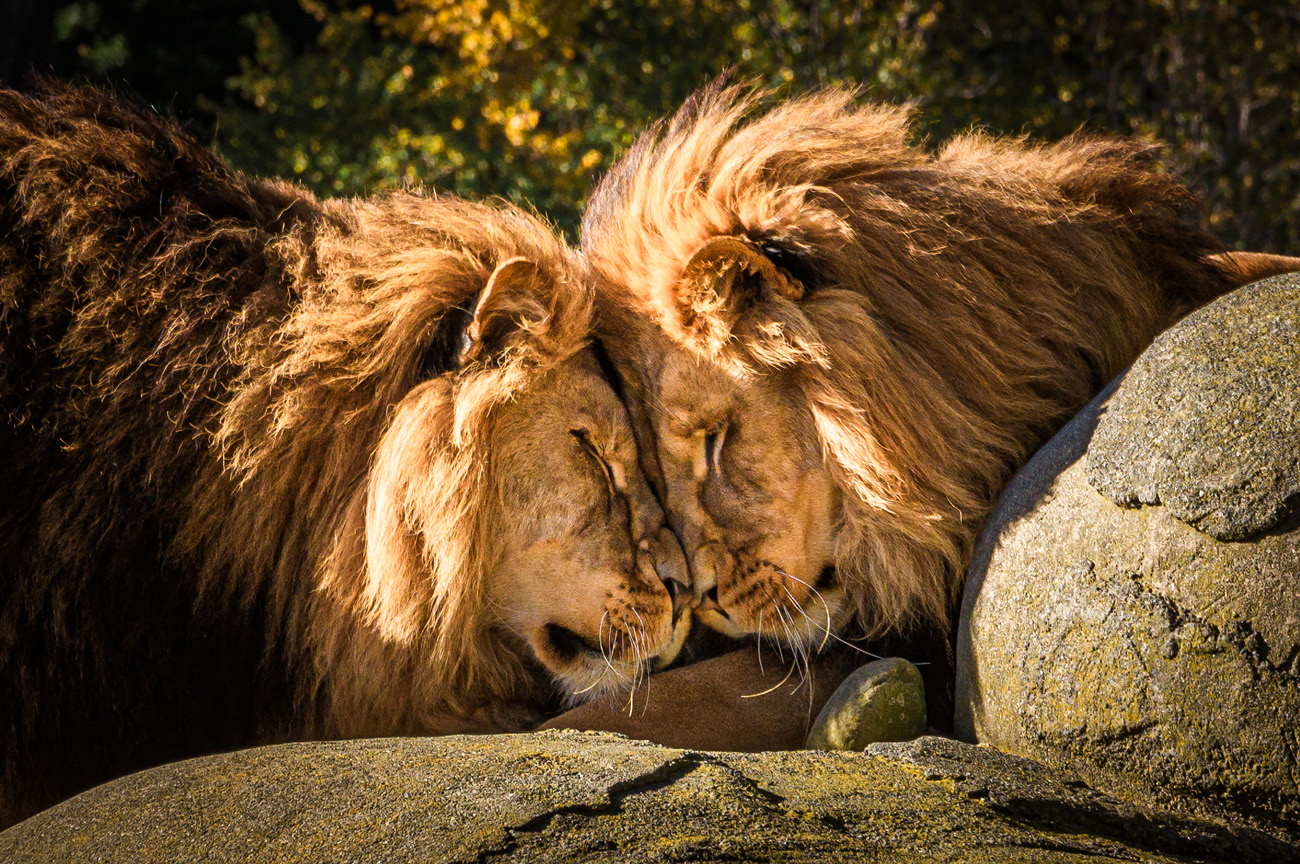Wellington Zoo Photography