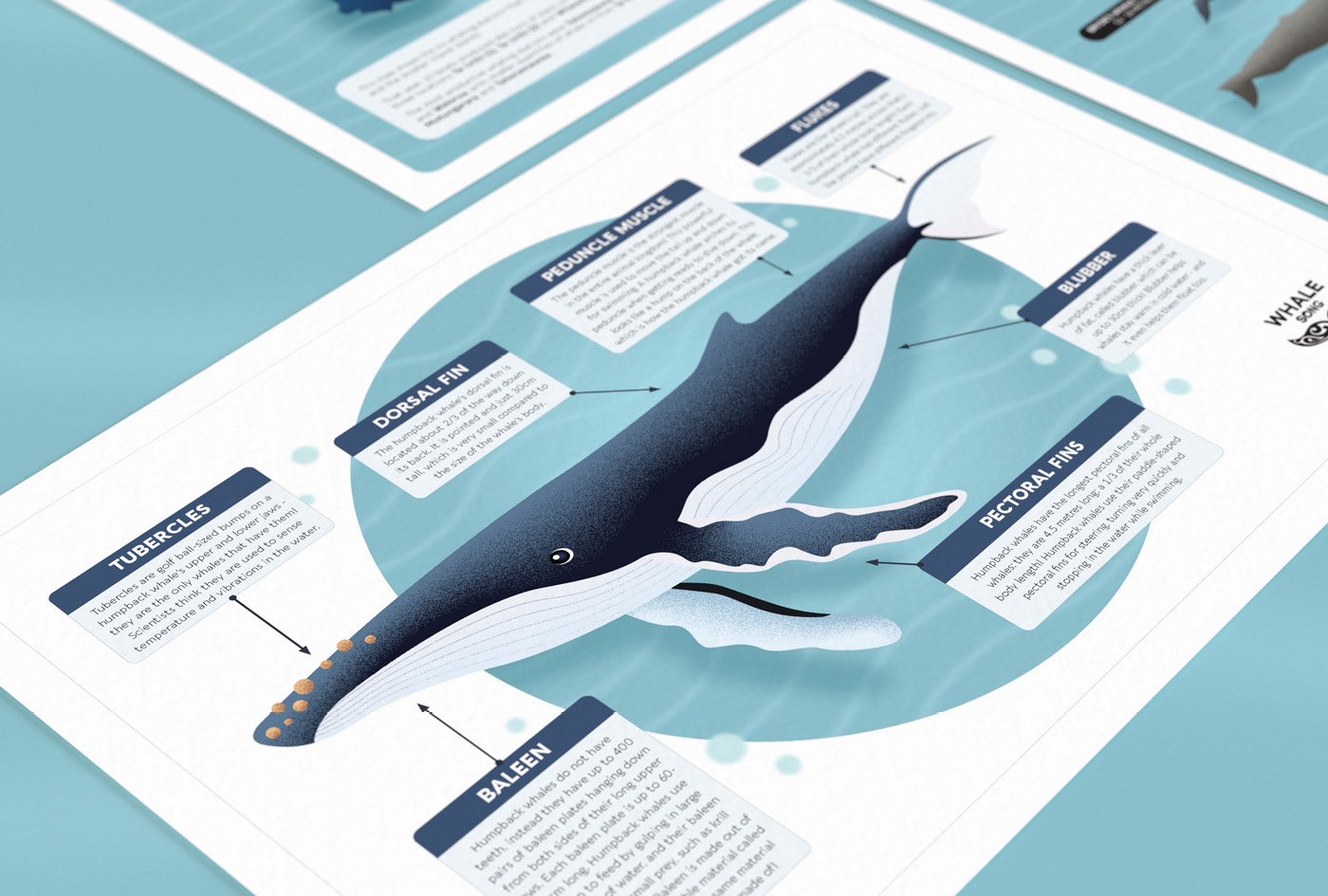 Whale Song Activity Sheets