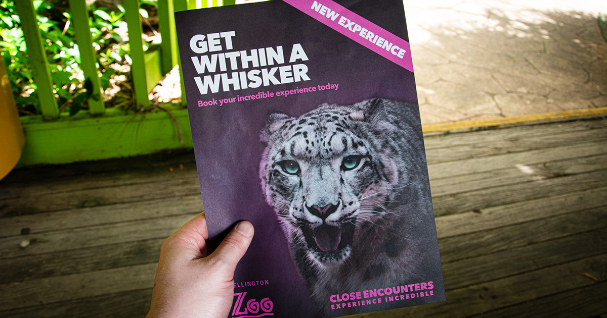 Wellington Zoo Snow Leopard Photography