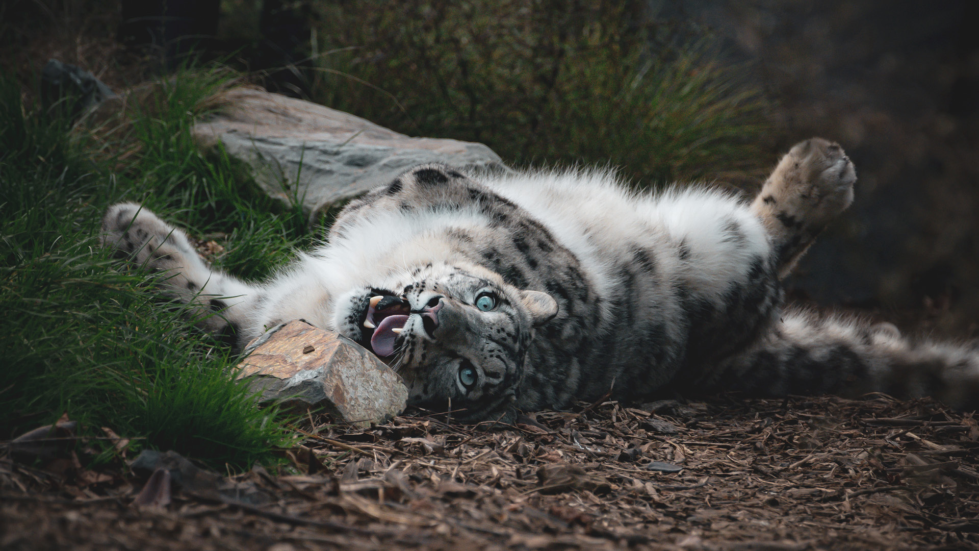 Manju the Wellington Zoo snow leopard, photographed by Bradley Pratt