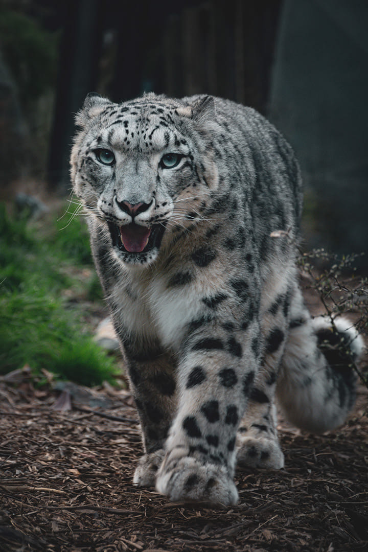 Manju the Wellington Zoo snow leopard, photographed by Bradley Pratt
