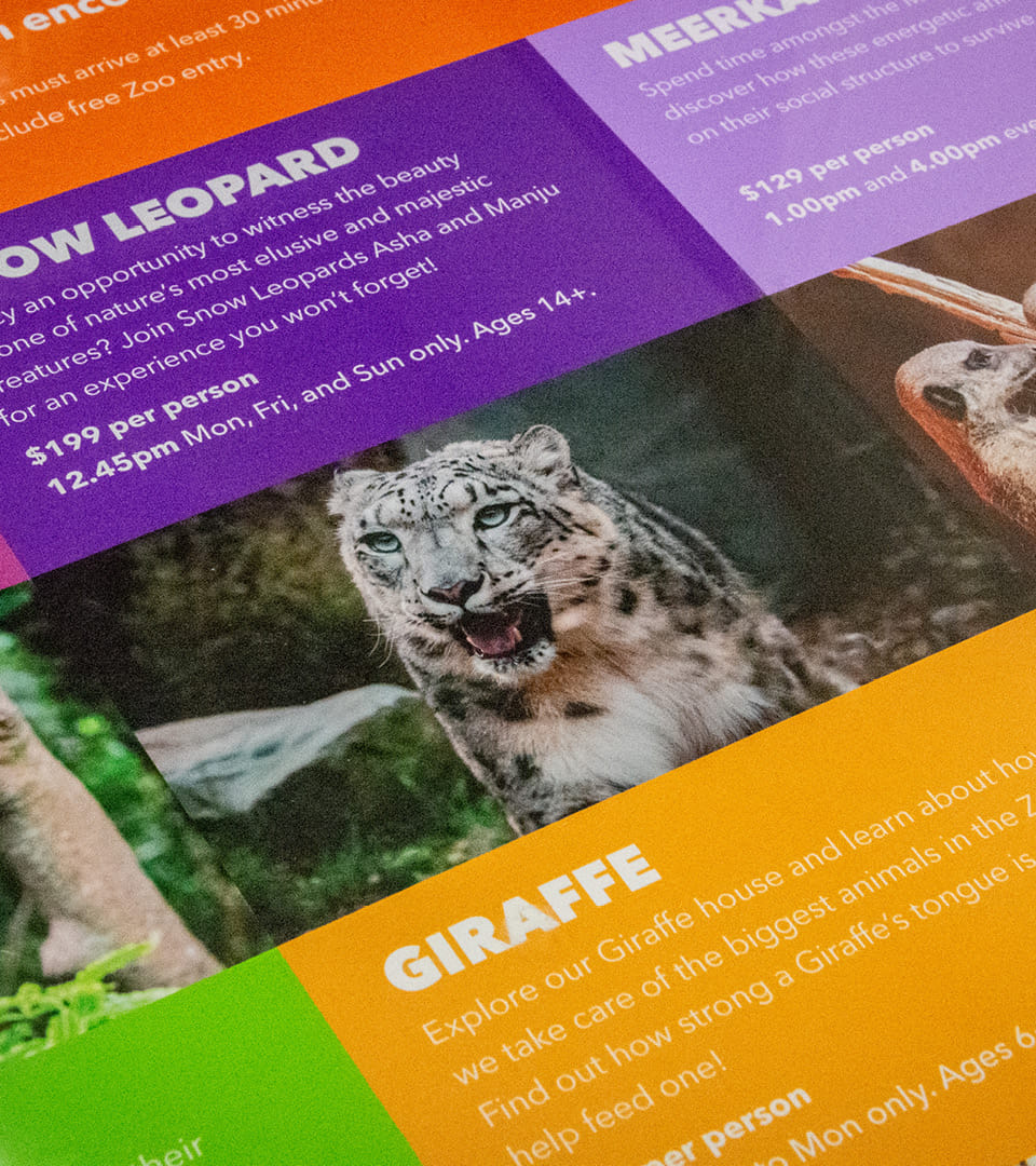 Wellington Zoo's animal species poster in their office, including photography of Manju the snow leopard by Bradley Pratt