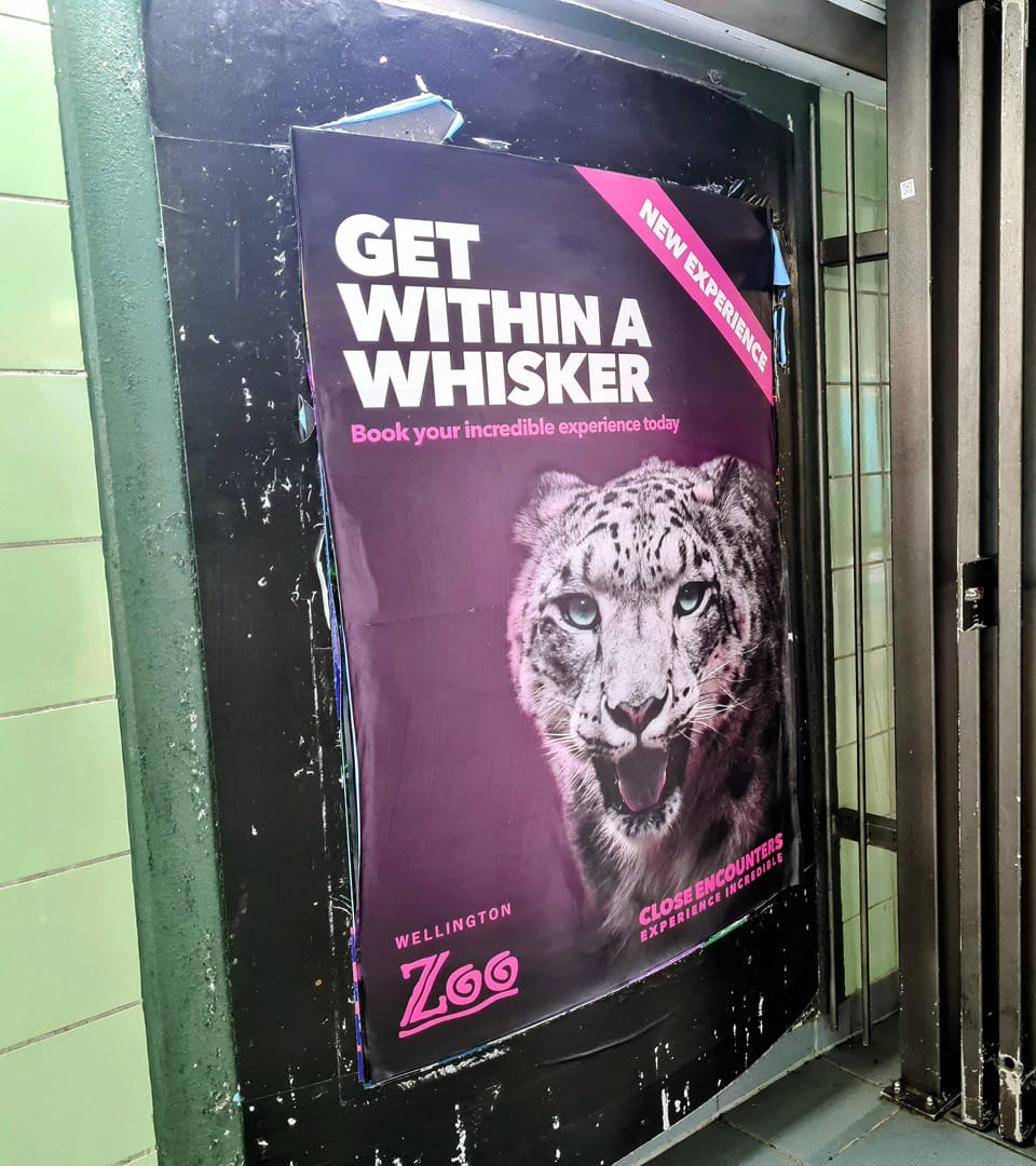 Phantom Billboard posters of Wellington Zoo's snow leopard close encounter campaign artwork, with photography by Bradley Pratt