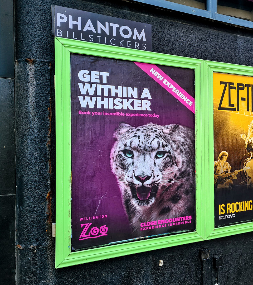 Phantom Billboard posters of Wellington Zoo's snow leopard close encounter campaign artwork, with photography by Bradley Pratt